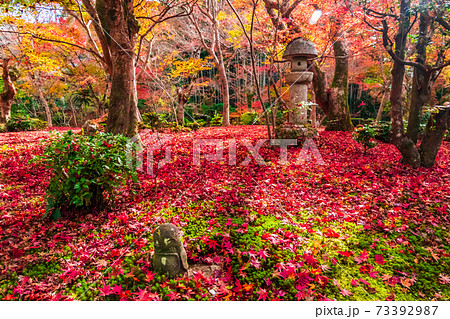 紅葉に映える京都の古刹・圓光寺とわらべ地蔵 73392987