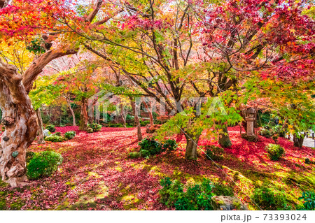 紅葉に映える京都の古刹・圓光寺 73393024