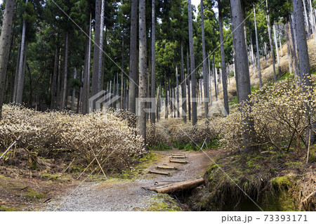 黄金に輝くミツマタ群生地 京都府綾部8 黄金に輝くミツマタ群生地 京都府綾部8 73393171