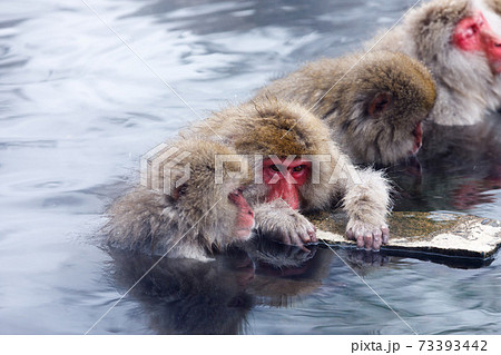長野県　地獄谷野猿公苑　温泉猿 73393442