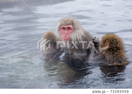 長野県　地獄谷野猿公苑　温泉猿 73393459