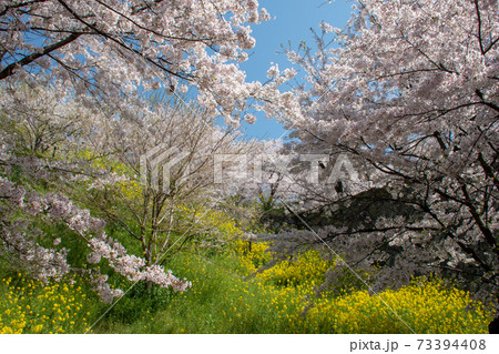 岡山県の桜の名所 日本さくらの名所百選の津山市鶴山公園のソメイヨシノ 岡山県の桜の名所 日本さくらの名所百選の津山市鶴山公園のソメイヨシノ 73394408