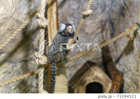 pygmy monkeys are one of the smallest primates. selective focus 73394521