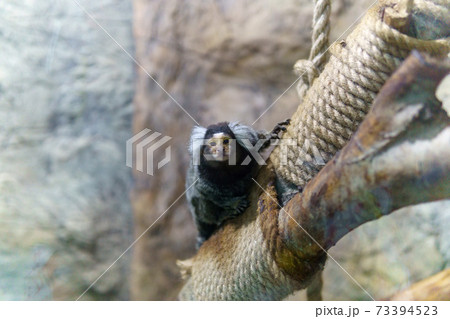 pygmy monkeys are one of the smallest primates. selective focus 73394523