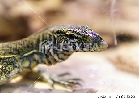 lizard monitor lizard close up selective focus lizard monitor lizard close up selective focus 73394555