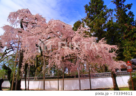 世界遺産 醍醐寺 京都 伏見区 三宝院 太閤しだれ桜の写真素材