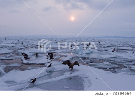 流氷原の夜明けに集結する海鷲たち 流氷原の夜明けに集結する海鷲たち 73394664