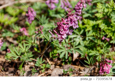 Purple corydalis flowers in forest at spring Purple corydalis flowers in forest at spring 73395678