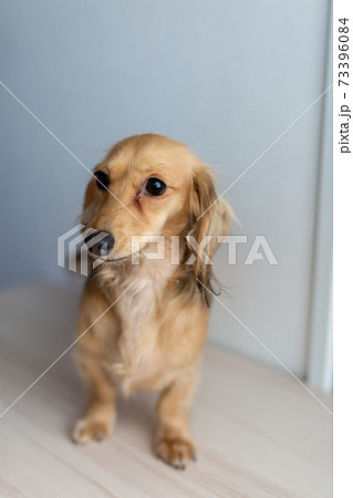 愛犬 カニンヘンダックスフンド 愛犬 カニンヘンダックスフンド 73396084