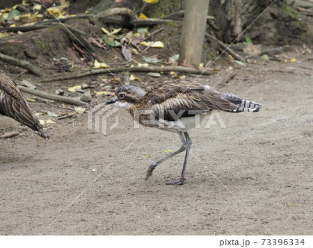 オーストラリアの鳥達　オーストラリアイシチドリ 73396334