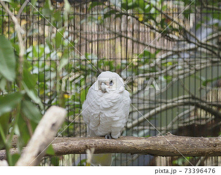 オーストラリアの鳥達 アカビタイムジオウム オーストラリアの鳥達 アカビタイムジオウム 73396476