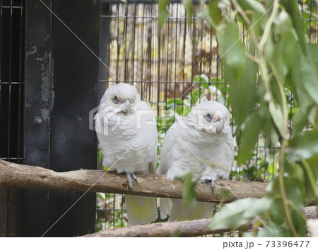 オーストラリアの鳥達 アカビタイムジオウム オーストラリアの鳥達 アカビタイムジオウム 73396477