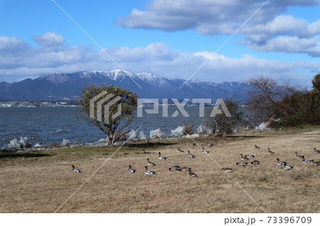 琵琶湖のしぶき氷 琵琶湖のしぶき氷 73396709