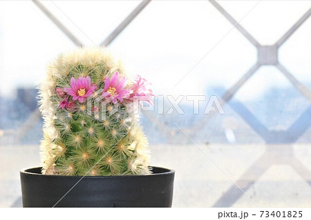 可愛く咲いたピンクのサボテンの花の写真素材