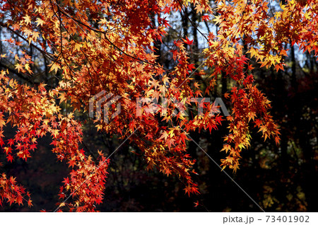 紅葉の狭山丘陵　色づくモミジ 73401902