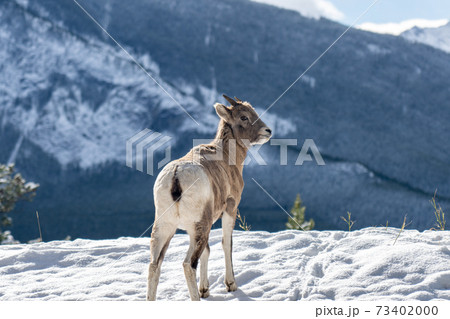 Close-up one young Bighorn Sheep lamb standing in the snowy forest. Banff National Park in October, Mount Norquay, Canadian Rockies, Canada. 73402000