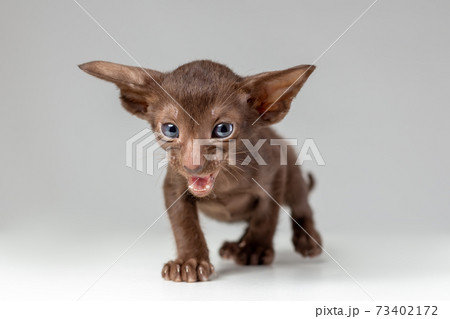 Little active kitten of oriental cat breed of solid chocolate color with blue eyes is meowing and walking against grey background 73402172