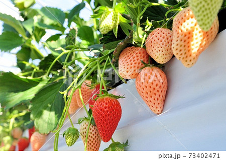 章姫いちご 73402471