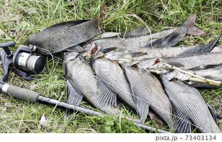 Wild fish-Siberian grayling and spinning on the grass after fishing. 73403134