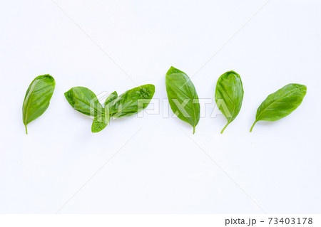 Basil leaves on white background. 73403178