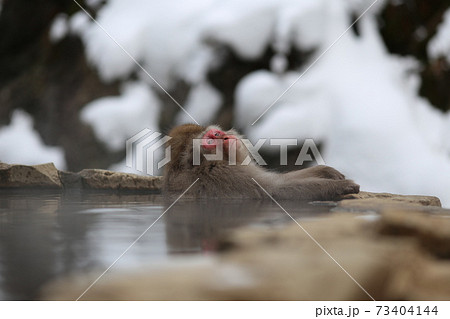 地獄谷野猿公苑の猿 73404144