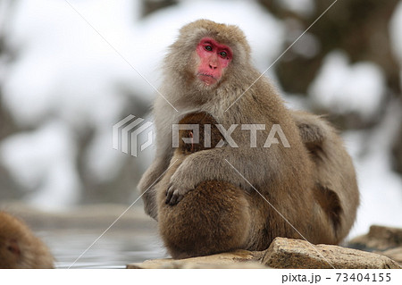 地獄谷野猿公苑の猿の写真素材
