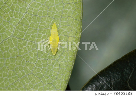 生き物　昆虫　クロスジホソサジヨコバイ、老齢幼虫です。大きさや翅の目立ち具合を見ると最終齢の様です 73405238