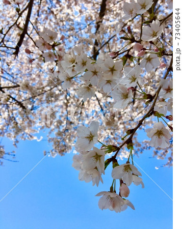 春 桜 花 73405644