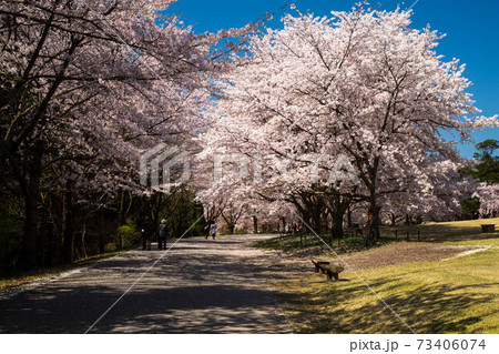 花回廊の桜 73406074