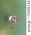 梅 花 実 73406148
