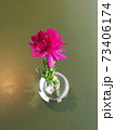 植物 花 カーネーション 73406174
