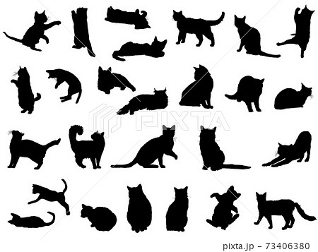 子猫の画像素材 ピクスタ