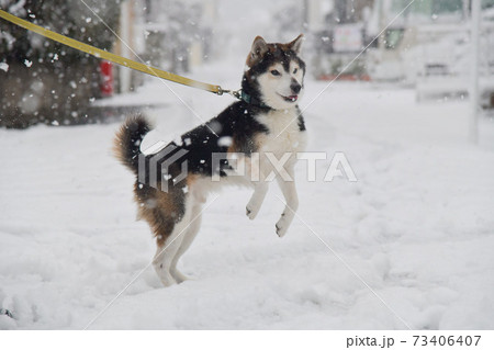 雪ではしゃぐ柴犬の写真素材