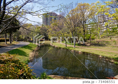 横浜・港北ニュータウンの新緑 横浜・港北ニュータウンの新緑 73406551