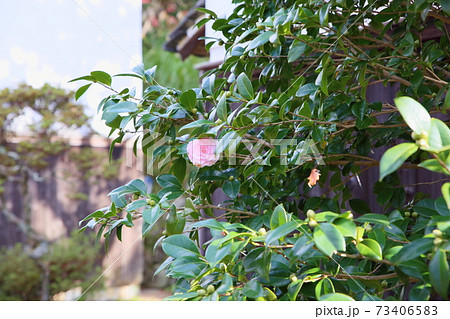 サザンカの花 サザンカの花 73406583