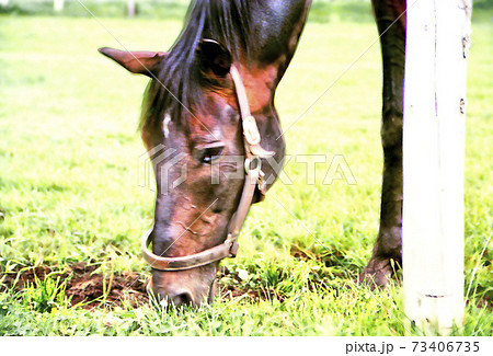 余生を牧場で送った競走馬 馬面アップ 余生を牧場で送った競走馬 馬面アップ 73406735