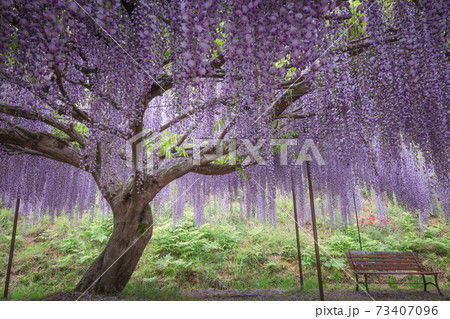 兵庫県 白毫寺 藤 兵庫県 白毫寺 藤 73407096