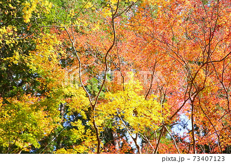 金色カエデ　弘川寺 73407123