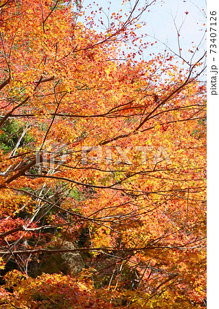 紅葉カエデ 弘川寺 紅葉カエデ 弘川寺 73407126