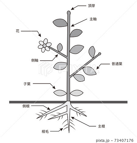 植物の構造のイラスト素材