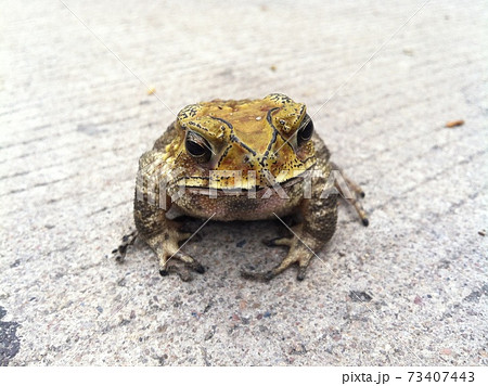 タイの道端にいるヒキガエル 73407443