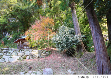 色づくカエデ 弘川寺 色づくカエデ 弘川寺 73407494
