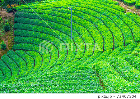 宇治茶の里 原山の茶畑 73407504