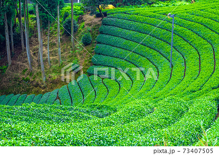 宇治茶の里 原山の茶畑 73407505