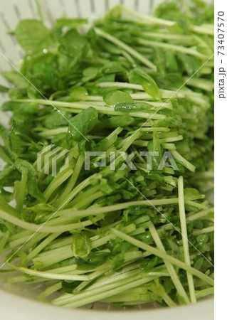 豆苗 豆苗 73407570