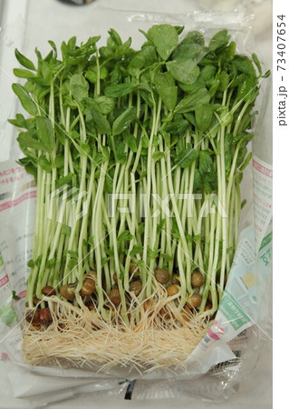 豆苗 73407654