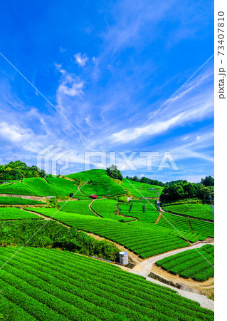 宇治茶の里 石寺の茶畑 宇治茶の里 石寺の茶畑 73407810