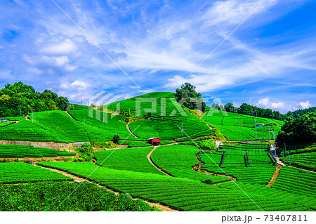 宇治茶の里 石寺の茶畑 73407811