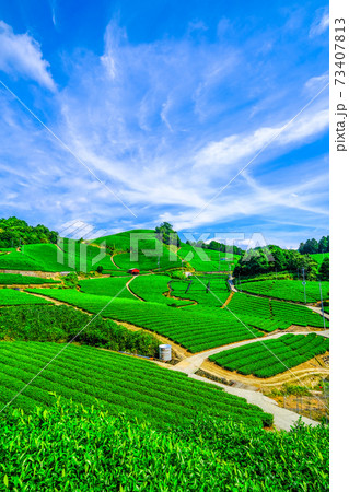 宇治茶の里 石寺の茶畑 73407813