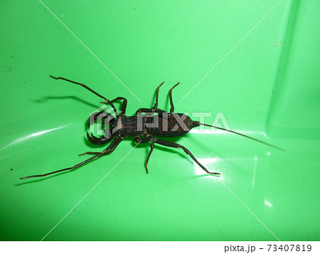 タイワンサソリモドキ タイワンサソリモドキ 73407819